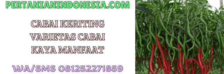 cabai,cabe,cabai keriting,budidaya,petani,pertanian indonesia